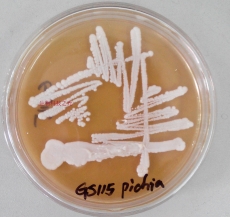 pPIC9.0整合的GS115毕赤酵母菌种 空白对照 基因工程菌种
