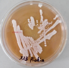pPIC9.0整合X33毕赤酵母菌种 空白对照 基因工程菌种 包邮