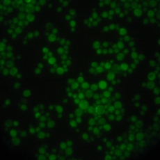 绿色荧光蛋白酵母表达荧光蛋白 基因工程菌种 包邮