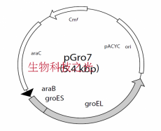 pGro7/BL21大肠杆菌 分子伴侣载体 基因工程菌种 包邮