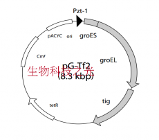pG-Tf2/BL21大肠杆菌 分子伴侣载体 基因工程菌种 包邮