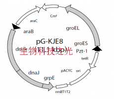 pG-KJE8/BL21大肠杆菌 分子伴侣载体 基因工程菌种 包邮
