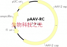 pAAV-RC 腺相关病毒载体辅助载体  腺相关病毒包装 包邮