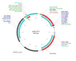 PGEX-4T-2 质粒 谷胱甘肽 融合表达 融合蛋白 包邮