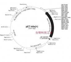pET44a 大肠杆菌表达质粒 包邮