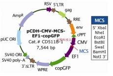 质粒载体pCDH-CMV-MCS-EF1-copGFP 慢病毒载体 包邮