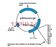 pBluescript 质粒 质粒载体 大肠杆菌质粒 包邮