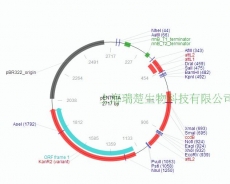 pENTR-1A 质粒  蛋白表达 基因克隆 包邮