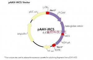 pAAV-MCS  腺病毒表达载体，用于腺病毒相关载体包装 包邮