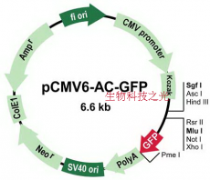pCMV6-AC-GFP 包邮