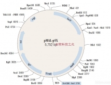 pMAL-p5x 定位细胞周质 融合表达麦芽糖结合蛋白MBP 包邮