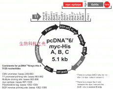 pcDNA6/myc-His A 质粒 蛋白表达 质粒构建 包邮