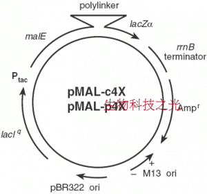 pMAL-p4x 定位细胞周质 融合表达麦芽糖结合蛋白MBP 包邮