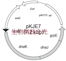 pKJE7  质粒 质粒载体 大肠杆菌分子伴侣载体 包邮