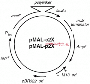pMAL-c2x 定位细胞周质 融合表达麦芽糖结合蛋白MBP 包邮