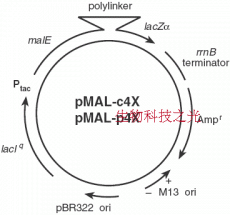 pMAL-p4x 定位细胞周质 融合表达麦芽糖结合蛋白MBP 包邮