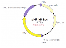 pNF-KB-lucifer 信号通路荧光素酶报告载体 包邮