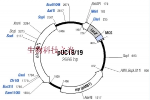 pUC19 pUC18 质粒载体 大肠杆菌质粒 包邮