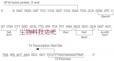 pCMV-Tet3G  哺乳细胞表达；四环素调控载体 包邮