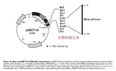 pGBKT7-53 酵母双杂交系统 对照质粒基因工程菌种 包邮