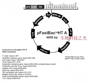 pFastBac HTA   蛋白表达 基因克隆 包邮