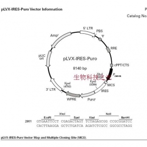 pLVX-IRES-Pure 慢病毒过表达载体 包邮