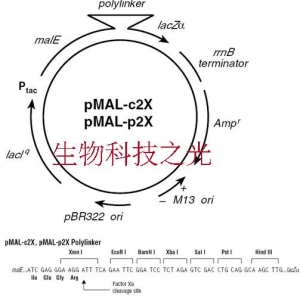 pMal-c2X 包邮