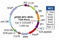 pCDH-EF1-MCS-T2A-Puro 慢病毒载体 包邮