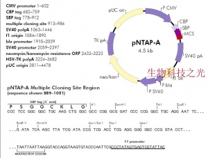 pNTAP-A  质粒 动物细胞质粒 包邮