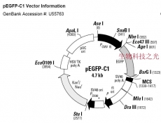 pEGFP-C1 质粒  绿色荧光蛋白 包邮