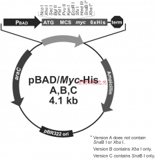 pBad/Myc-HisC L-阿拉伯糖诱导 大肠杆菌质粒 包邮