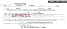 PET28b质粒 组氨酸标签质粒载体 大肠杆菌质粒 包邮