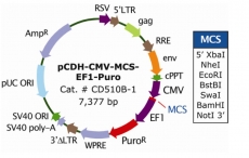 质粒载体 pCDH-CMV-MCS-EF1-Puro 慢病毒载体 包邮