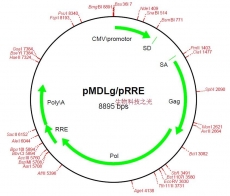 pMDLg/pRRE 质粒 载体 蛋白表达 质粒构建 分子克隆 包邮