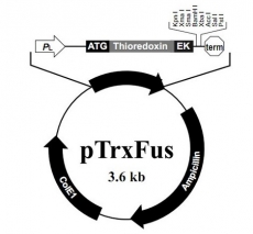 pTrxFus 色氨酸操纵子 质粒载体 大肠杆菌质粒 包邮