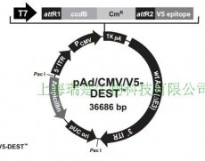 pAd-CMV-V5-DEST 包邮