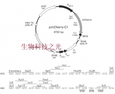 pmCherry-C1 荧光蛋白报告载体 水果荧光蛋白 包邮