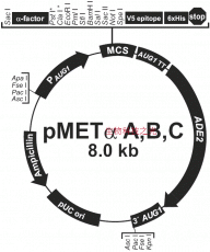 pMETα A  pMETα  A 毕赤酵母表达载体 包邮
