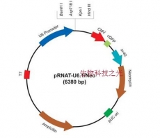 pRNAT-U6.1/neo 包邮