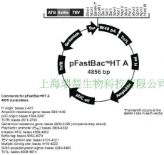 质粒载体 pFastBac-HTB 昆虫杆状病毒表达系统 包邮