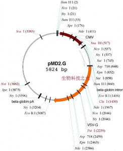 pMD2.G, pMD2G 慢病毒包装载体质粒 包邮