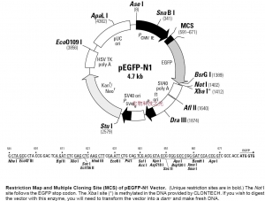 pEGFP-N1质粒 绿色荧光蛋白 蛋白表达 包邮