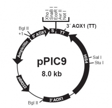 pPIC9.0 毕赤酵母质粒 分泌表达 蛋白表达 包邮