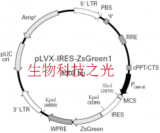 pLVX-IRES-ZsGreen1 慢病毒过表达载体 包邮