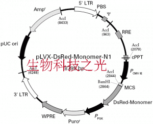 pLVX-DsRed-Monomer-N1 慢病毒过表达载体 包邮