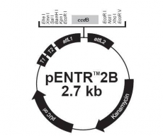 pEntr-2b 质粒  蛋白表达 基因克隆 包邮