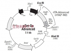 pTet on advanced 质粒 蛋白表达 质粒构建 四环素诱导表达系统