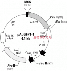 pAcGFP1-1 荧光蛋白表达载体 包邮