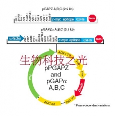 pGAPZαA质粒 毕赤酵母质粒 组氨酸标签 包邮