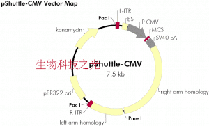 pShuttle-CMV pShuttle CMV 腺病毒表达载体哺乳动物细胞表达载体
